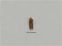 藏品(夜蛾291)的圖片